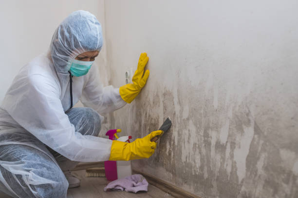 Best Emergency Mold Remediation  in Wills Point, TX